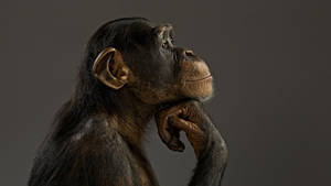 Chimpanzee Thinking Pose Wallpaper