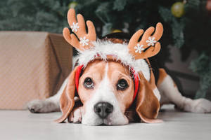 Christmas Beagle Dog Wallpaper