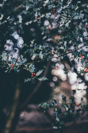 Christmas Holly Tree Branch Iphone Wallpaper