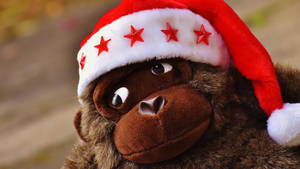 Christmas Monkey Santa Hat Wallpaper