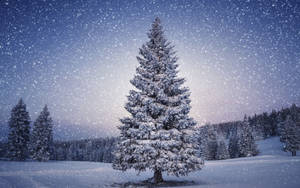 Christmas Tree On Winter Snowy Forest Wallpaper