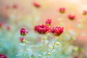 Chrysanthemum Flowering Plant Macro Wallpaper