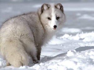Chubby Arctic Fox Wallpaper