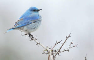 Chubby Blue Bird Wallpaper
