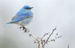 Chubby Blue Bird Wallpaper