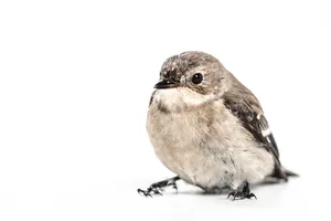 Chubby Brown Bird Wallpaper