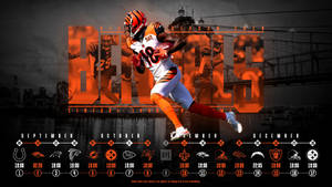 Cincinnati Bengals American Football Franchise Wallpaper