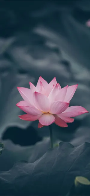 Classic Polaroid Camera Blended With A Pink Flower Through Art. Wallpaper