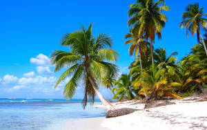 Clear Dominican Republic Beach Wallpaper