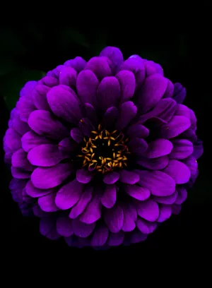Close Shot Of Deep Purple Dahlia Black Background Iphone Wallpaper