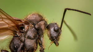 Close Up Ant Wallpaper