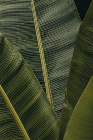 Close-up Banana Leaf Wallpaper