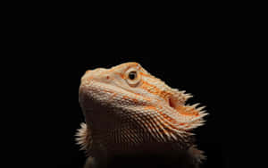 Close Up Bearded Dragon Black Background.jpg Wallpaper