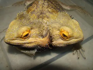 Close Up Bearded Dragon Eyes.jpg Wallpaper