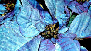 Close-up Blue Poinsettia Wallpaper