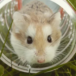Close-up Brown Hamster Wallpaper