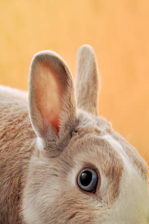 Close-up Brown Rabbit Wallpaper