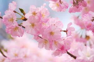 Close Up Cherry Blossom Wallpaper