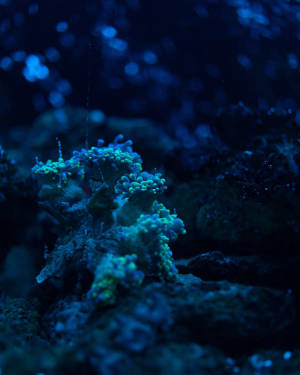 Close Up Coral Wallpaper