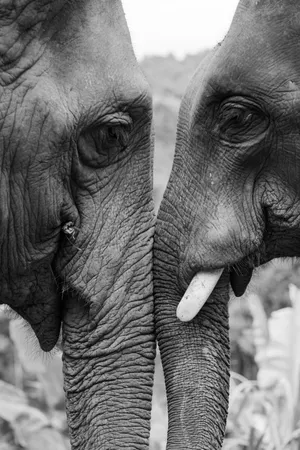 Close-up Elephant Love Wallpaper