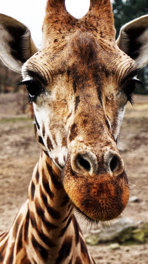 Close Up Giraffe Photo Wallpaper