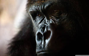 Close-up Gorilla Face Wallpaper