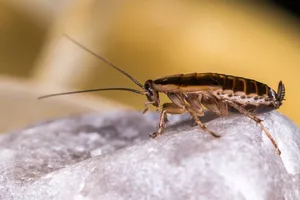 Close-up Image Of A Baby German Cockroach Wallpaper