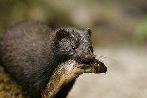 Close Up Image Of Mink With Fish Wallpaper