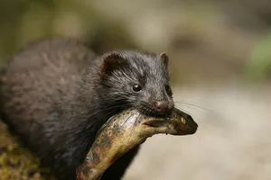 Close Up Image Of Mink With Fish Wallpaper