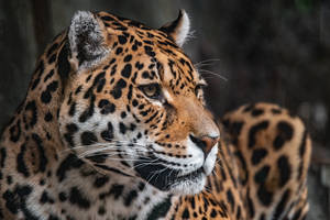 Close Up Leopard Profile Wallpaper