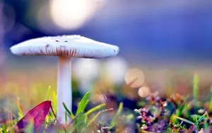 Close-up Mushroom Plant Wallpaper
