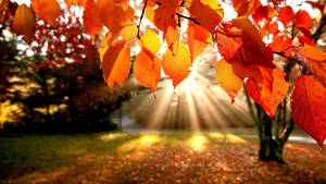 Close-up Of Fall Leaves Wallpaper