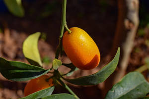 Close-up Of Luscious Ripe Kumquats Wallpaper