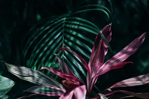 Close-up Of Lush, Tropical Leaves In Vibrant Hues Of Green Wallpaper