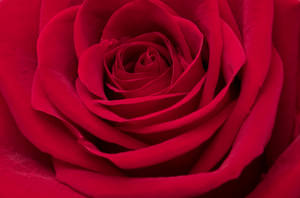 Close-up Of Rose Aesthetic Phone Wallpaper