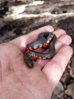 Close-up Of Vibrant Mud Snake On Human Hand Wallpaper