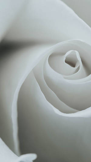 Close-up Of White Rose Flower For Iphone Wallpaper