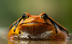 Close-up Orange Frog Wallpaper