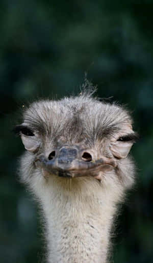 Close Up Ostrich Portrait Wallpaper