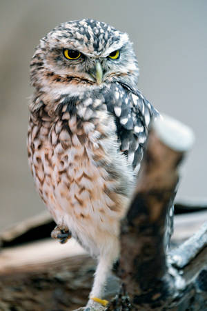 Close -up Owl Glance Wallpaper