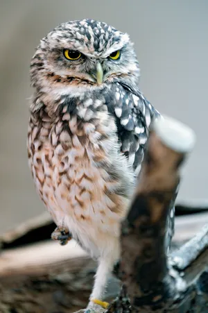 Close -up Owl Glance Wallpaper