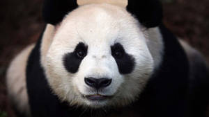 Close Up Photo Of Panda Bear Wallpaper
