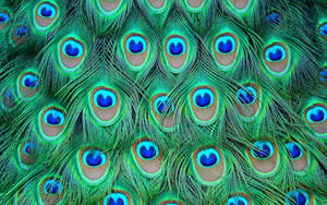 Close-up Photo Of Peacock Feathers Wallpaper