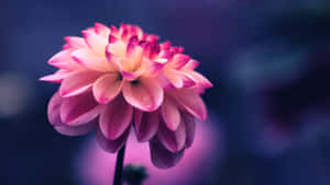 Close-up Pink Dahlia Flower Blue Background Wallpaper