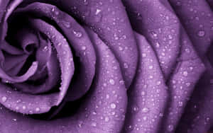 Close-up Rose Flower Purple Petals Wallpaper