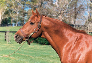 Close Up Secretariat Wallpaper