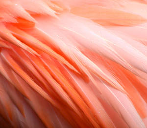 Close-up Shot Of Flamingo Feathers Wallpaper