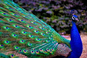 Close-up Shot Of Indian Peacock Wallpaper