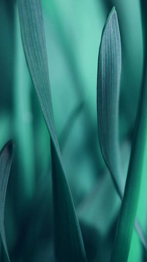 Close-up Shot Of Leaf Smartphone Background Wallpaper