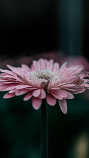 Close-up Shot Of Pink Daisy Smartphone Background Wallpaper